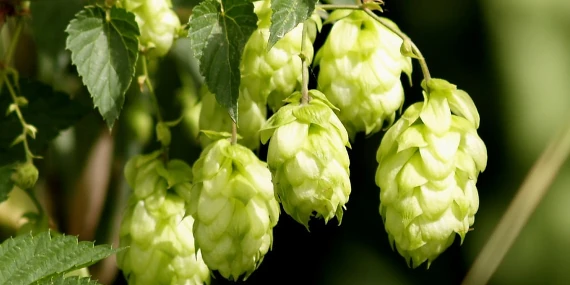 BioDatev análisis metataxonómicos de suelos